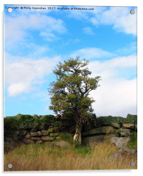 a single tree standing against an old stone wall  Acrylic by Philip Openshaw