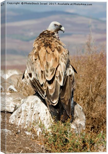 griffon vulture Canvas Print by PhotoStock Israel