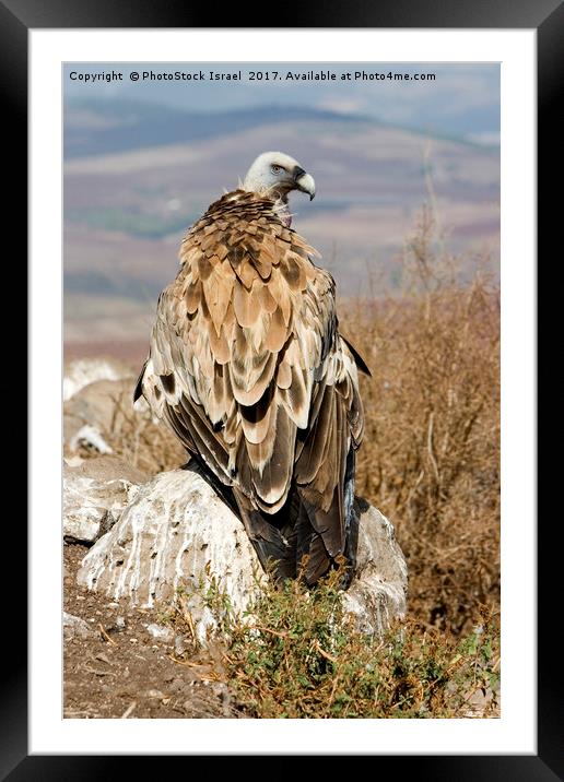 griffon vulture Framed Mounted Print by PhotoStock Israel