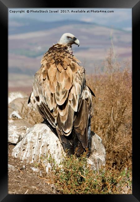 griffon vulture Framed Print by PhotoStock Israel