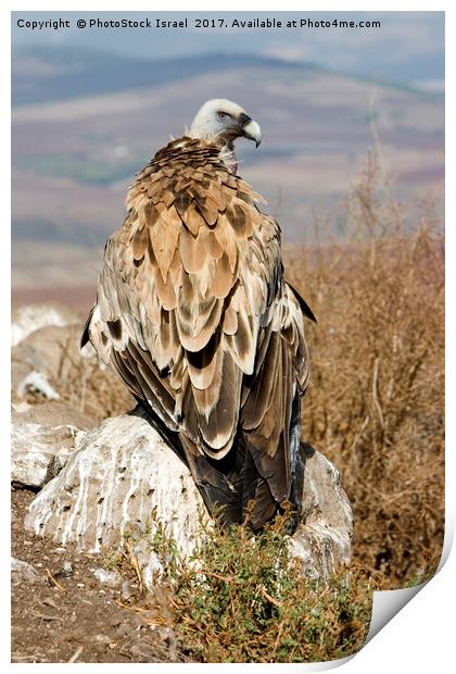 griffon vulture Print by PhotoStock Israel