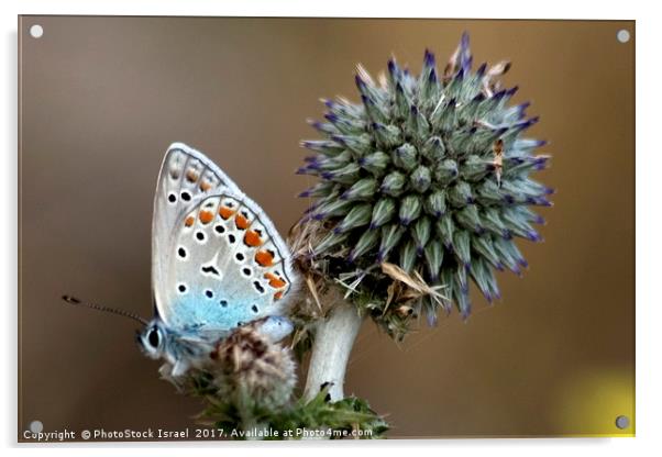 butterfly on a Echinops adenocaulon Acrylic by PhotoStock Israel
