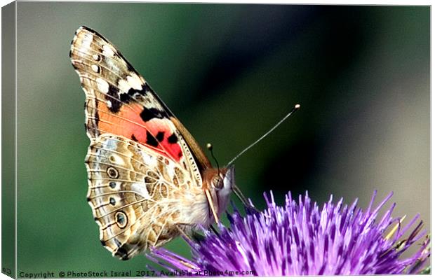 butterfly on a Silybum marianum Canvas Print by PhotoStock Israel