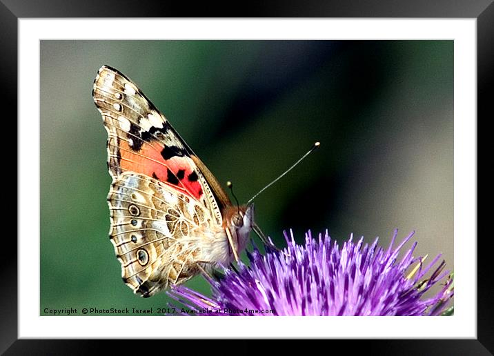 butterfly on a Silybum marianum Framed Mounted Print by PhotoStock Israel