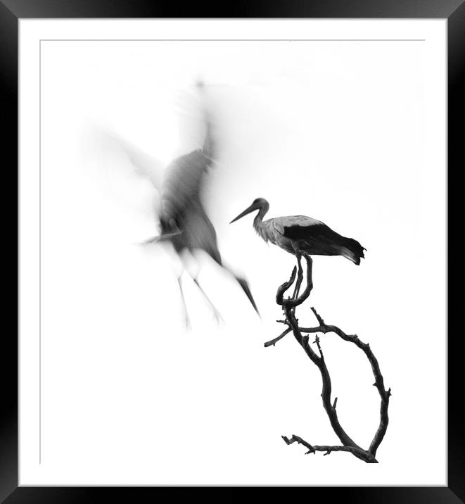 A couple of Storks Framed Mounted Print by PhotoStock Israel