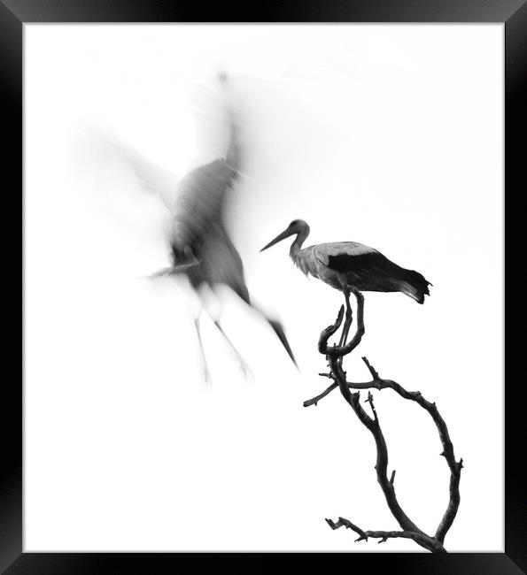 A couple of Storks Framed Print by PhotoStock Israel