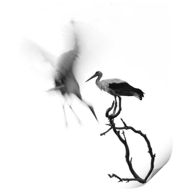 A couple of Storks Print by PhotoStock Israel