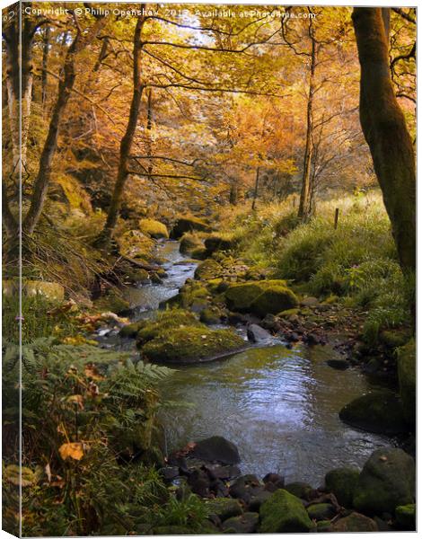 golden autumn woodland and stream Canvas Print by Philip Openshaw