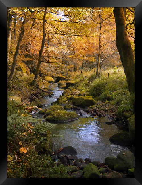 golden autumn woodland and stream Framed Print by Philip Openshaw