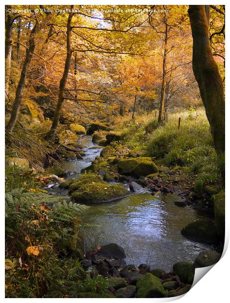golden autumn woodland and stream Print by Philip Openshaw