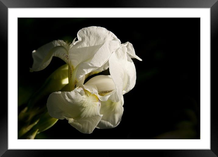 White Iris Framed Mounted Print by Berit Ipsen