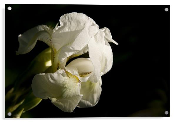 White Iris Acrylic by Berit Ipsen