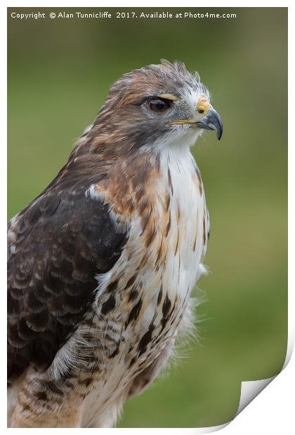 Red tailed hawk Print by Alan Tunnicliffe