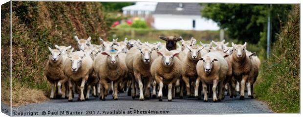 Sheep Homeward Bound for Shearing Canvas Print by Paul M Baxter