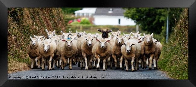 Sheep Homeward Bound for Shearing Framed Print by Paul M Baxter