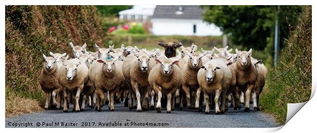 Sheep Homeward Bound for Shearing Print by Paul M Baxter