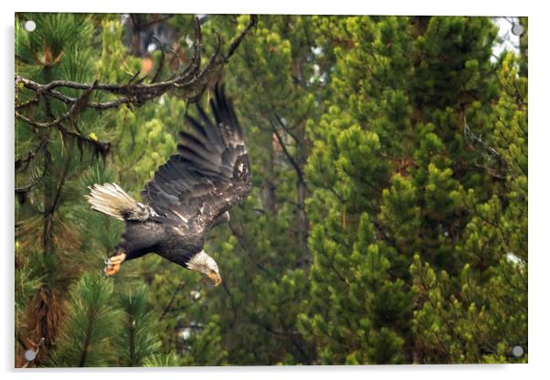 Like a Thunderbolt Acrylic by Belinda Greb