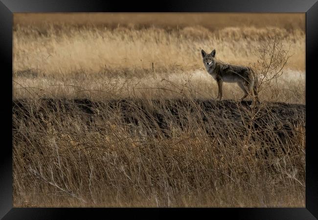 Coyote at Malheur No. 2 cropped Framed Print by Belinda Greb