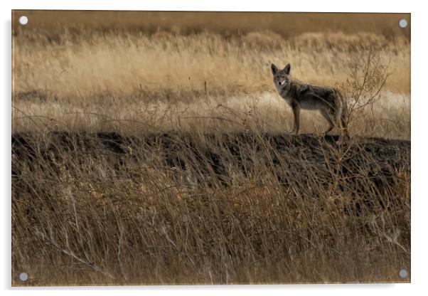 Coyote at Malheur No. 2 cropped Acrylic by Belinda Greb