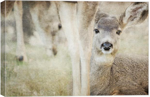 Keeping a Low Profile Canvas Print by Belinda Greb