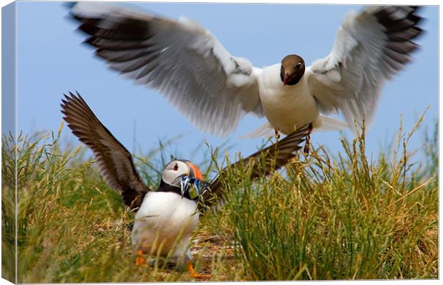 Daylight Puffin Robbery - Farne Islands Canvas Print by David Lewins (LRPS)