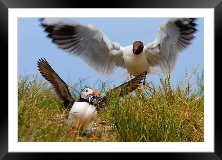 Daylight Puffin Robbery - Farne Islands Framed Mounted Print by David Lewins (LRPS)