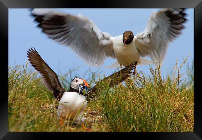 Daylight Puffin Robbery - Farne Islands Framed Print by David Lewins (LRPS)
