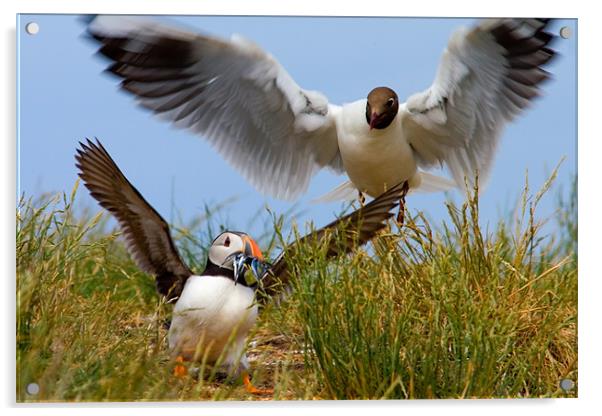 Daylight Puffin Robbery - Farne Islands Acrylic by David Lewins (LRPS)