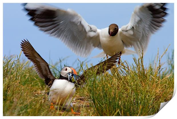 Daylight Puffin Robbery - Farne Islands Print by David Lewins (LRPS)