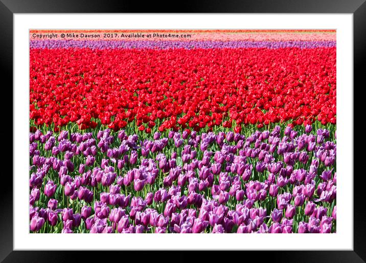 Ribbons of Color Framed Mounted Print by Mike Dawson