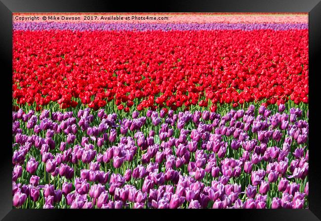 Ribbons of Color Framed Print by Mike Dawson