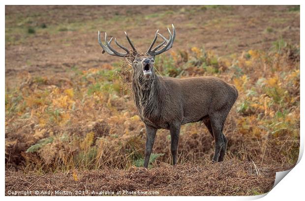 Red Deer Stag (Cervus Elaphus) Print by Andy Morton