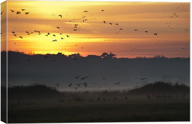 Pink-footed geese at Holkham, Norfolk, UK Canvas Print by John Edwards