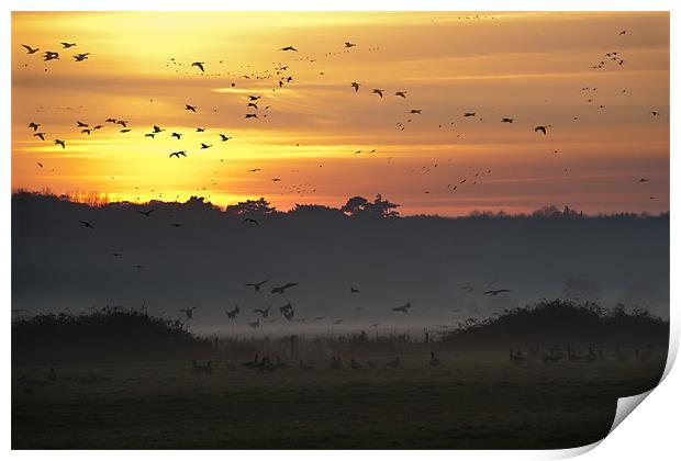 Pink-footed geese at Holkham, Norfolk, UK Print by John Edwards