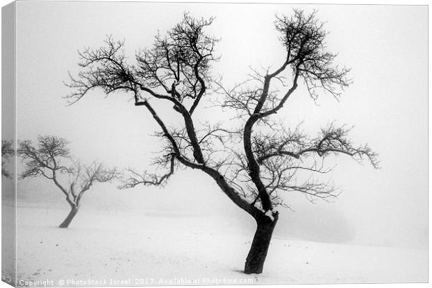 A tree in the snow Canvas Print by PhotoStock Israel
