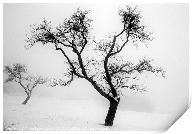 A tree in the snow Print by PhotoStock Israel