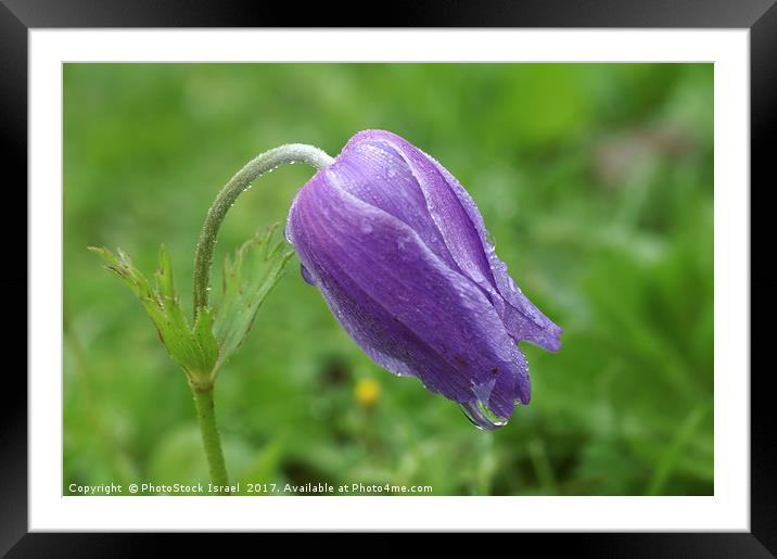 Anemone, coronaria growing in their natural habita Framed Mounted Print by PhotoStock Israel