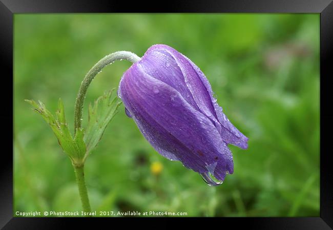 Anemone, coronaria growing in their natural habita Framed Print by PhotoStock Israel