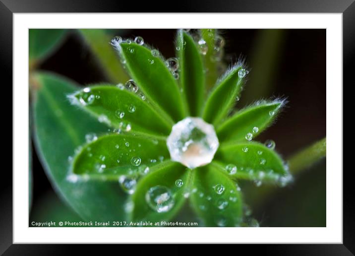 Water droplets on a leaf Framed Mounted Print by PhotoStock Israel