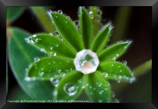 Water droplets on a leaf Framed Print by PhotoStock Israel