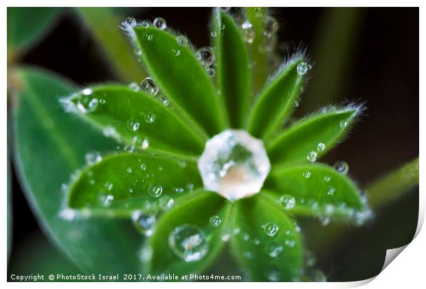 Water droplets on a leaf Print by PhotoStock Israel