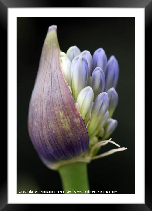Flower Close-up Framed Mounted Print by PhotoStock Israel