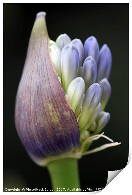 Flower Close-up Print by PhotoStock Israel