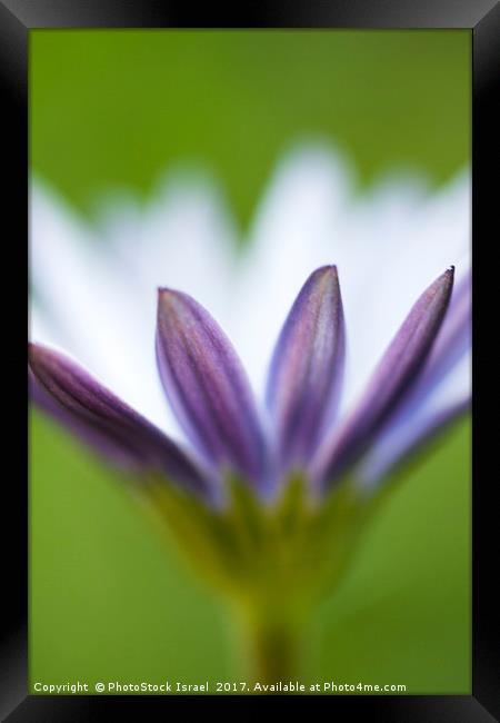 white Daisy Osteospermum Framed Print by PhotoStock Israel