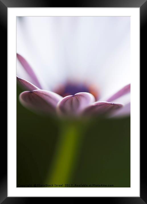 white Daisy Osteospermum Framed Mounted Print by PhotoStock Israel