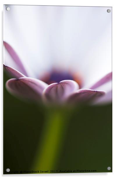 white Daisy Osteospermum Acrylic by PhotoStock Israel