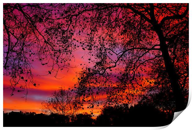 Sunrise in Green Park Print by Steve Brand