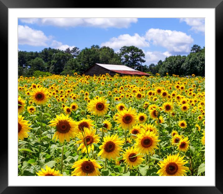 Sunflowers with Barn in Distance Framed Mounted Print by Darryl Brooks