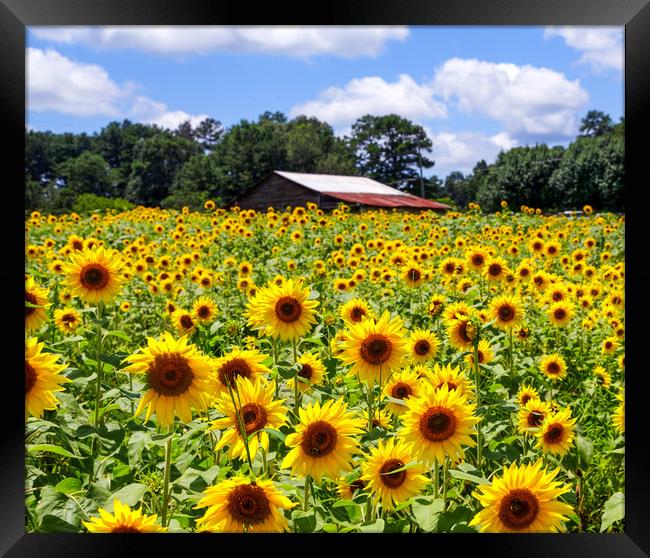 Sunflowers with Barn in Distance Framed Print by Darryl Brooks
