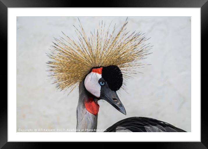 Grey Crested Crane Framed Mounted Print by GILL KENNETT